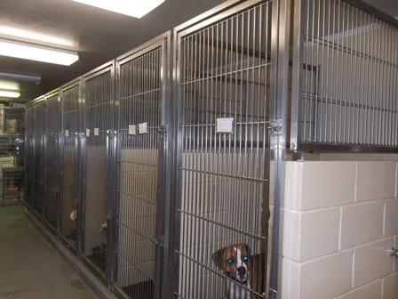 kennel